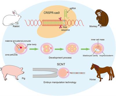 Editorial: Applying large animals for developmental study and disease modeling